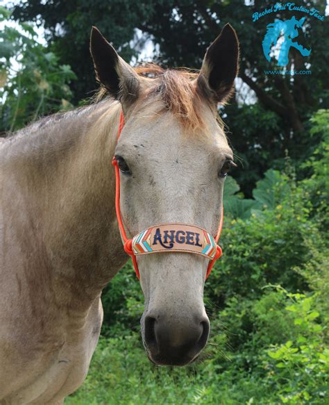 bronc halters for sale.